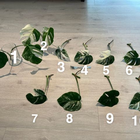 Monstera variegata stiklinger selges