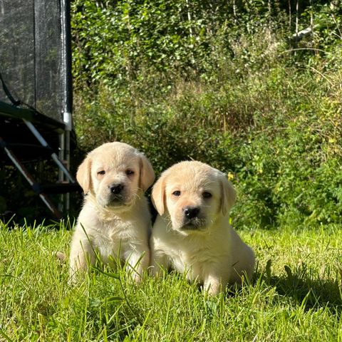 Labrador valper