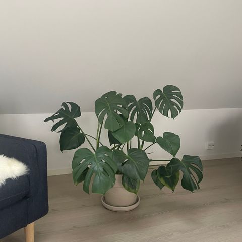 Monstera plante