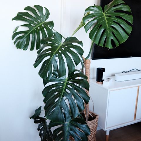 6 år gammel Monstera søker et nytt hjem