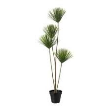 Fejka ikea plante. To Egyptisk papyrus planter.