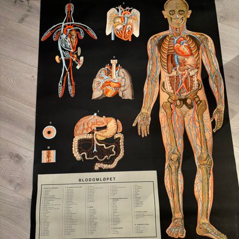 Anatomisk plansje: Blodomløpet