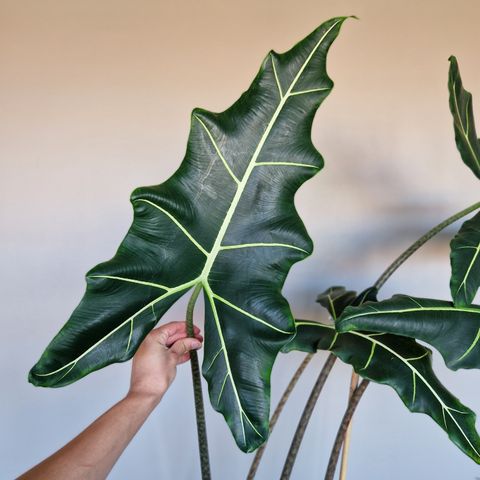 Alocasia Sarian