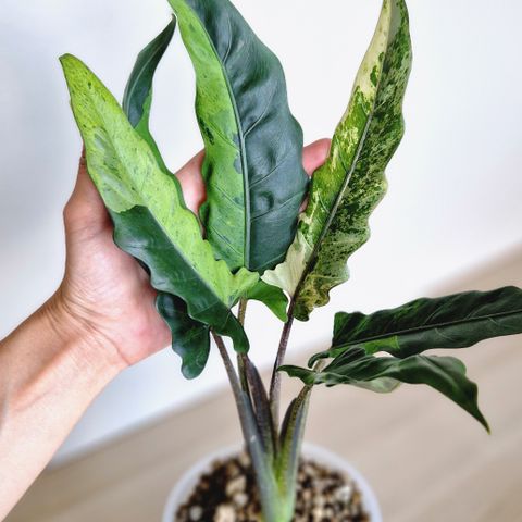 Alocasia Lauterbachiana Variegata