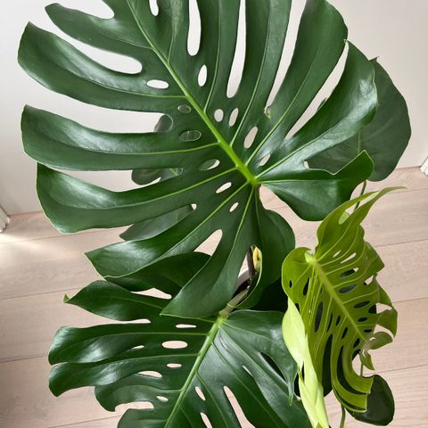 Vindusblad, Monstera