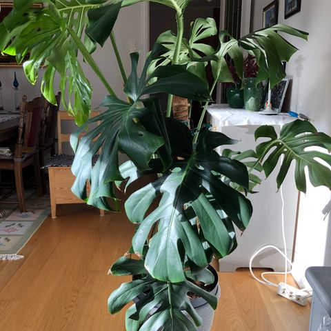 Grønn plante Monstera