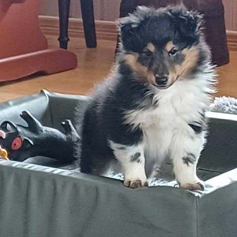 Shetland Sheepdog valp