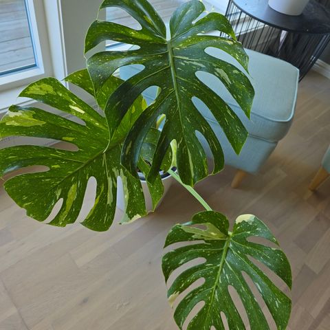 Stor monstera Thai