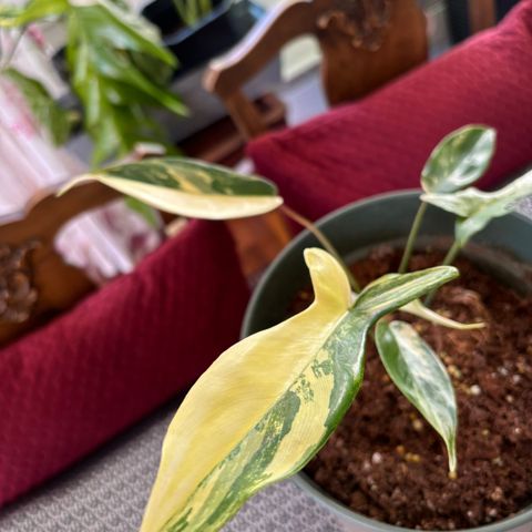 Philodendron Florida Beauty  5 blader god rotter