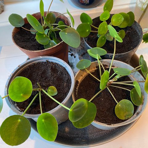 Pilea, Elefantøre, Kinesisk pengeplante