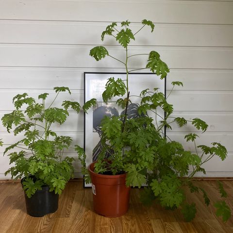 2 stk duftpelargonia