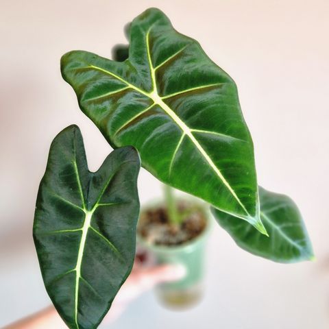 Alocasia Micholitziana 'Frydek'