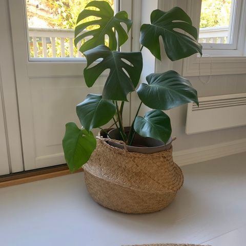 Monstera planter i ulike størrelser