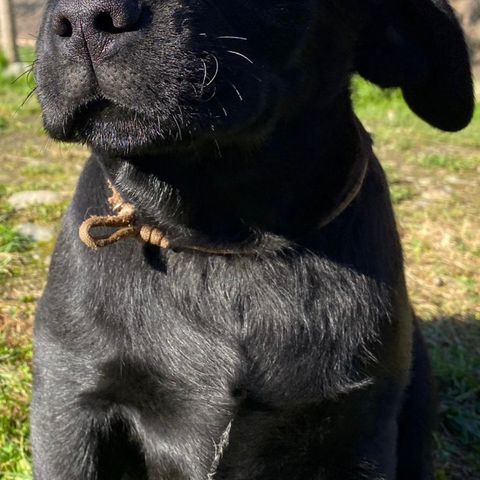 Labrador valper❤️🐶