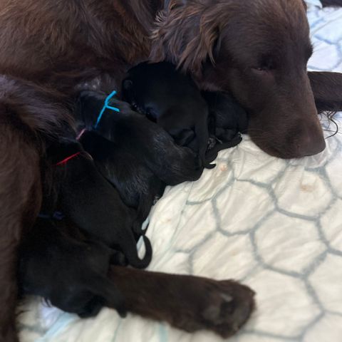 Flat Coated (flatcoated) Retriever valper