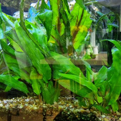 Cryptocoryne