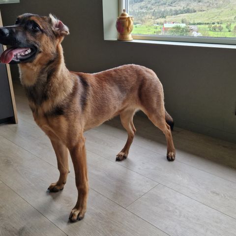 Malinois tispe 6 måneder