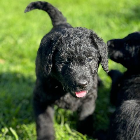 Nydelige Golden Labradoodle Valper