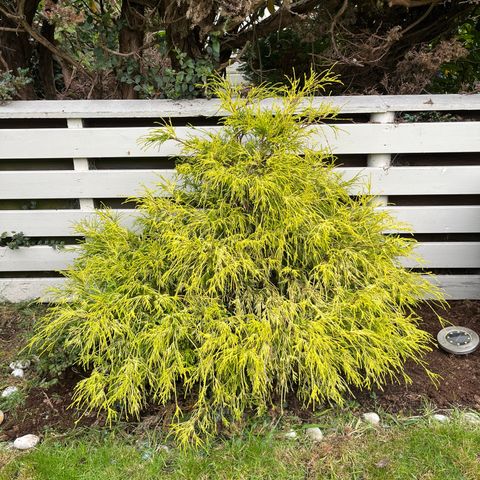 Busk/plante  sawara cypress