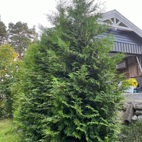 Thuja trær/busk