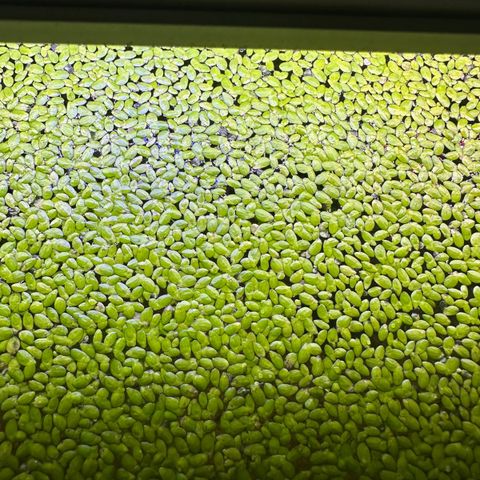 Duckweed (Lemna Minor)