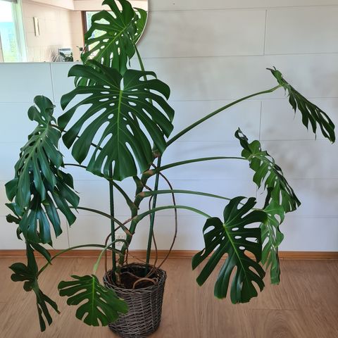 Monstera