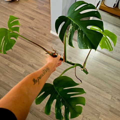 Monstera variegata stiklinger