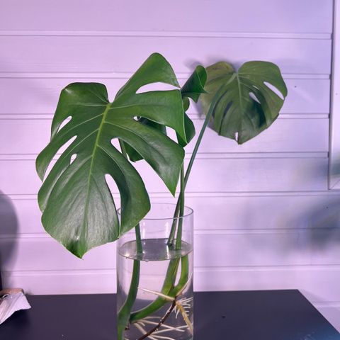 monstera deliciosa stikling