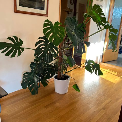 Plante, "Monstera"