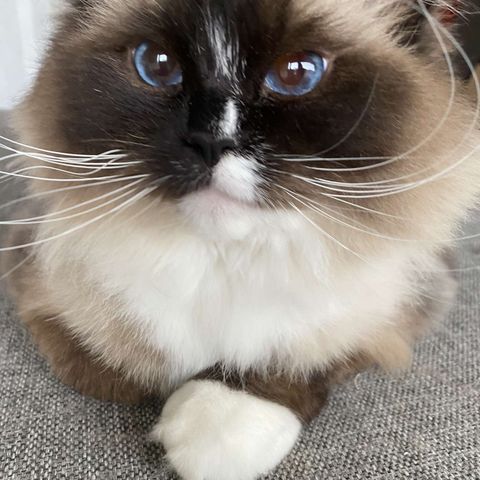 Ragdoll-jente på 2,5 år selges