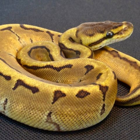 kongepyton  f. 2024 0.1 Enchi mystic Pinstripe 50% Het DG