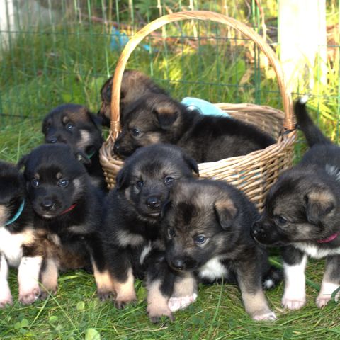 5 UKERS BILDER! Alaska husky / elghund mix valper til salgs