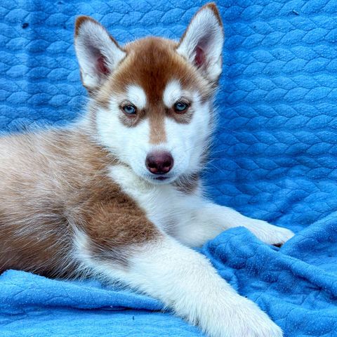 Siberian Husky NKK reg