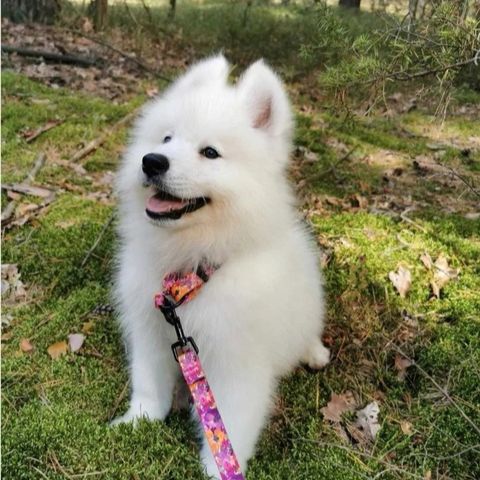 Samojed Tisper til salg