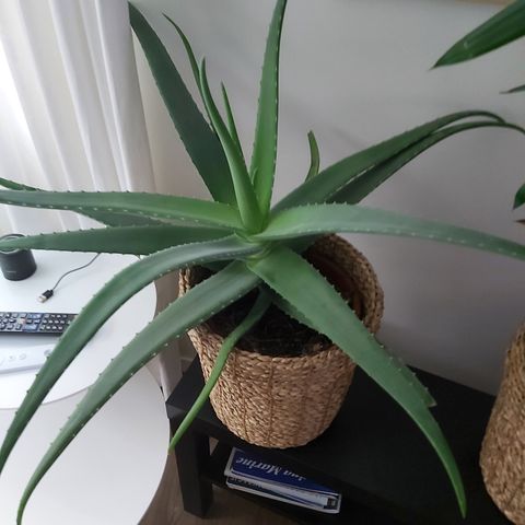 Stor Aloe vera plante