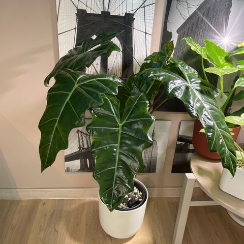 Alocasia psuedo sanderiana baby grodd fra knoll selges