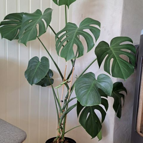 Flott Monstera