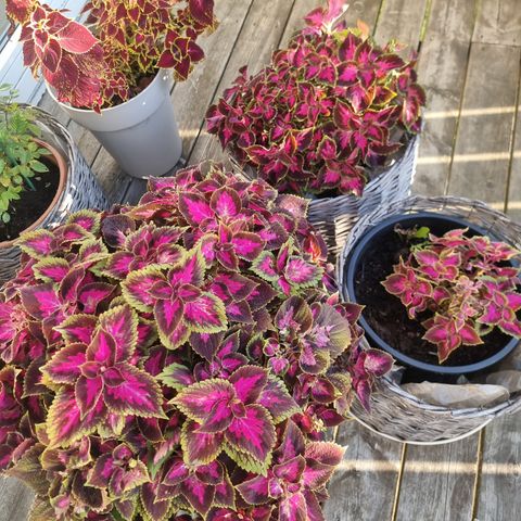 Coleus planter