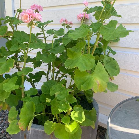 Store Pelargonium (Dronning Ingrid)