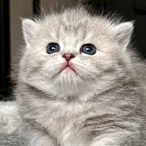 *Søte British Shorthair