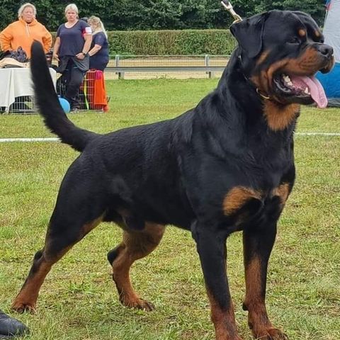 Rottweiler valper