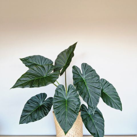 Alocasia 'Regal Shields' knoll