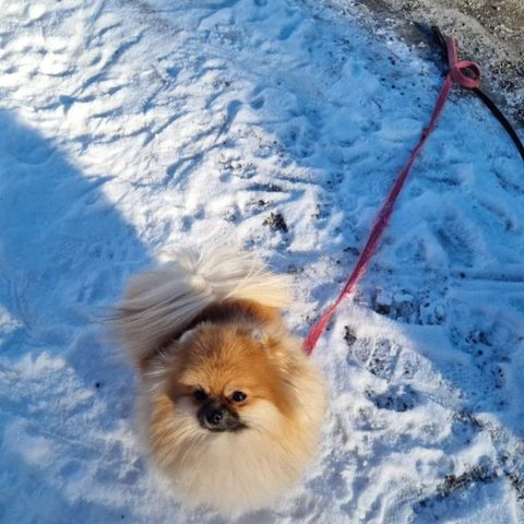 NKK Registrert Pomeranian tispe 3 år