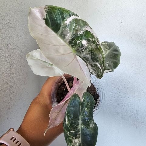 Alocasia pink dragon albo knoll