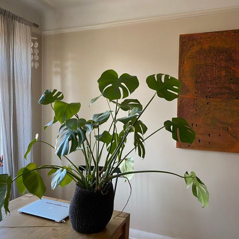 Monstera grønn plante