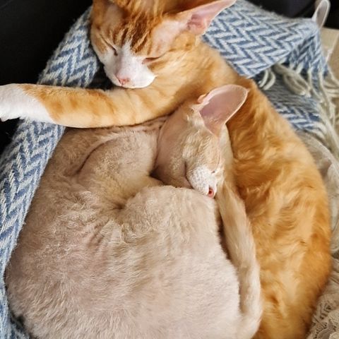 2 Devon rex gutter