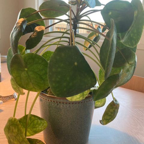 Pilea med krukke