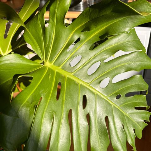 Monstera xLarge i nydelig stor terracotta potte