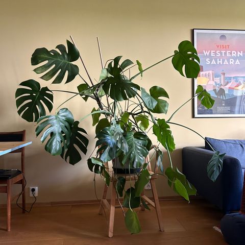 Stor monstera