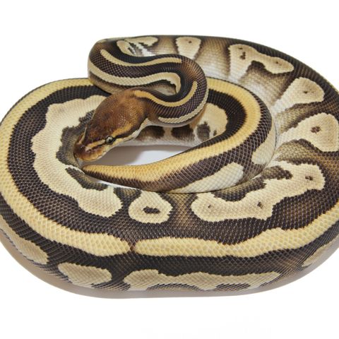 0.1 Orange dream mojave leopard 100% het ghost